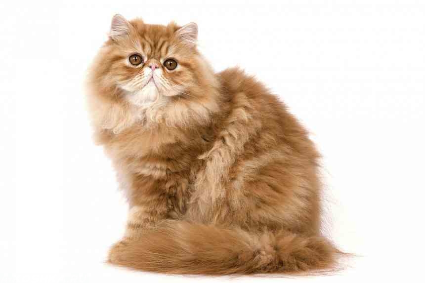 perzijska mačka