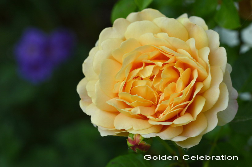 Celebració d'or rosa Rose Bush Bush