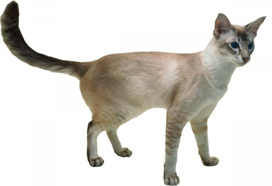 Javanski Mačka