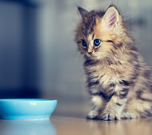 11 най-добри храни за котенца