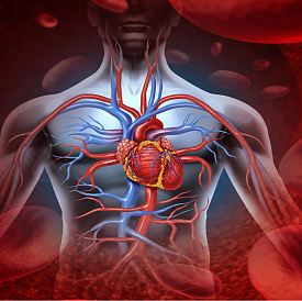 14 cele mai bune medicamente pentru inima și vasele de sânge