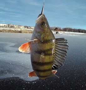 14 nejlepších balancerů pro zimní rybolov