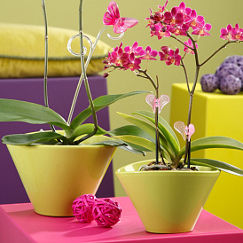 6 epätavallisinta ja kauniinta ruukkia orkidealle