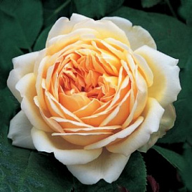 6 najboljih sorti Austin ruže