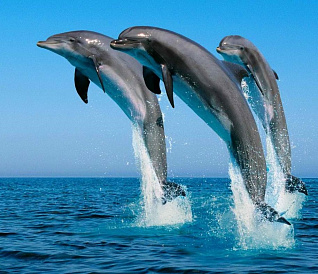 9 bästa delfinerna i Krim