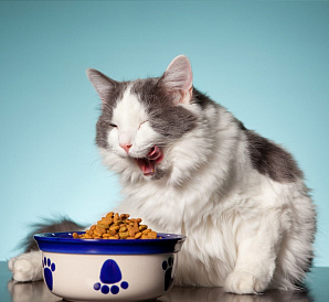 19 أفضل طعام القط قسط