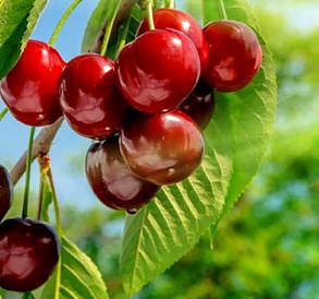 14 bästa sorter av söt körsbär