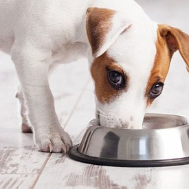 10 najlepszych karm dla psów małych ras