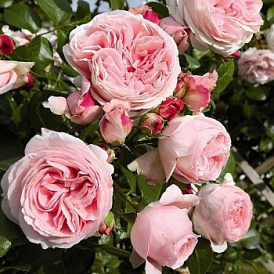 6 najboljih vrsta ruža za penjanje