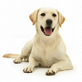 11 races de gossos més intel·ligents