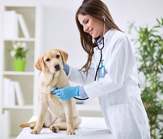 14 klinik veterinar terbaik di Moscow