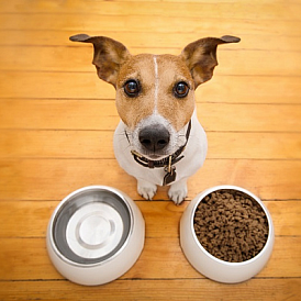 9 nejlepších holistických krmiv pro psy
