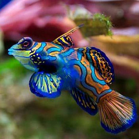 15 bästa akvariefiskar