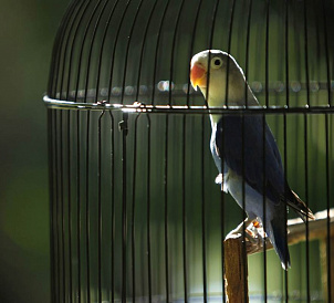 8 najlepszych klatek dla ptaków