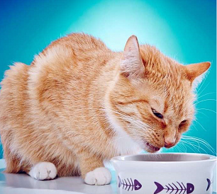 8 najlepszych holistycznych karm dla kotów